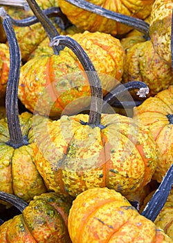 Close up on pile of warty pumpkins