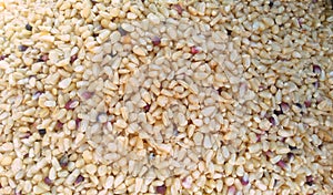 Yellow corn seed