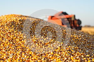 Close-up of a pile of yellow seed corn