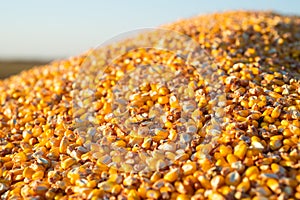Close-up of a pile of yellow seed corn
