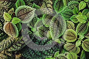 Close up of Pilea involucrata, commonly called the Friendship Plant or Moon Valley. Green Leaves of Plant Pilea Involucrata or