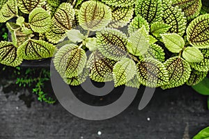 Close up of Pilea involucrata, commonly called the Friendship Plant or Moon Valley. Green Leaves of Plant Pilea Involucrata or