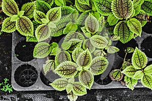 Close up of Pilea involucrata, commonly called the Friendship Plant or Moon Valley. Green Leaves of Plant Pilea Involucrata or