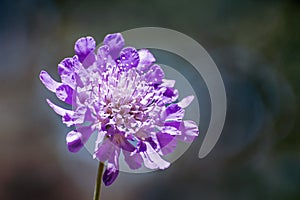 Close up of Pincushion Flower Scabiosa columbaria on a dark background