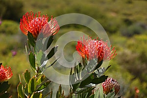 A close-up of Pincushion Luisiesbos