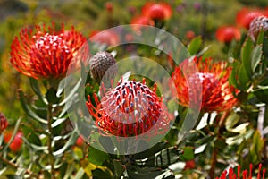 A close-up of Pincushion Luisiesbos