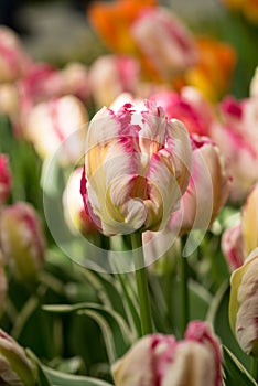 Close-up of a pind and white tulip