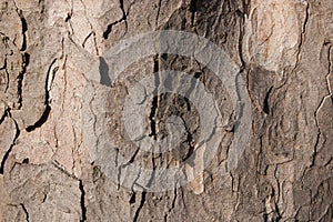 Close-up of a pine bark