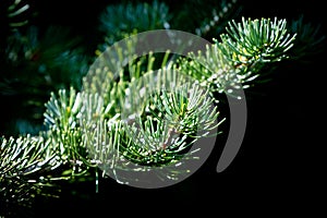 Close Up of Pine Bough With Shallow Depth of Field