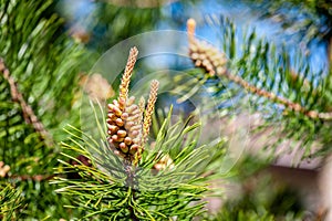 Close-up of pine branch.