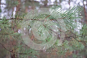 Close-up of pine needles with water droplets.