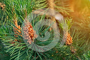 Close-up of a pine branch. Twisted pine, Pinus Contorta, is an evergreen tree with a cone-shaped, often bushy crown. Young cones