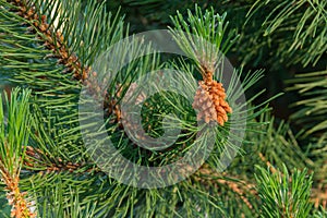 Close-up of a pine branch. Twisted pine, Pinus Contorta, is an evergreen tree with a cone-shaped, often bushy crown. Young cones