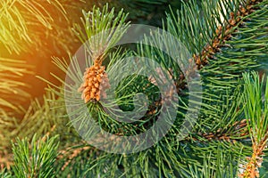 Close-up of a pine branch. Twisted pine, Pinus Contorta, is an evergreen tree with a cone-shaped, often bushy crown. Young cones