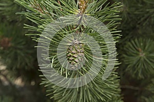 close-up: pine branches with cones photo