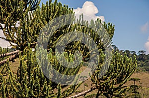 Close-up of pine branches in Horto Florestal, near Campos de Jordao. photo