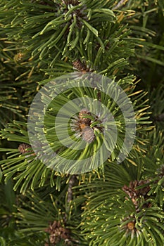 close-up: pine branches with tiny cones and strobili photo