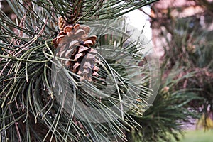 Close-up of a pine cone with a conifer tree branch