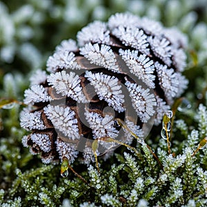 Close-up of a pine cone covered in frost, resting on a bed of green moss. The frost crystals
