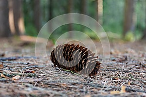 Close up of pine cone on the ground on a forest bed covered with needles