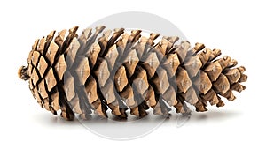 A pine cone on a white background (ai generated)