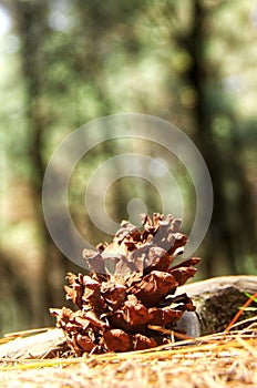 A close up pine cone on the pine forest