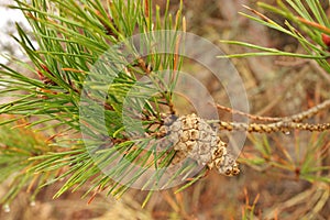 Close up of a Pine Cone on a Pine Tree Branch