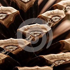 The image highlights the symmetry and natural design elements of the pine cone