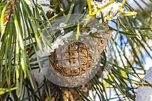 Close-up of a pine cone with Snow and ice among the green needles on a branch on a winter day