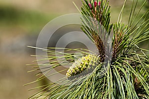 Close up of Pine Cone on Pine Tree