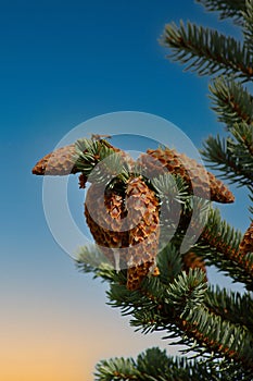 Close-up of a pine cone on a tree with a stunning sunset in the background, showcasing the intricate details and textures of