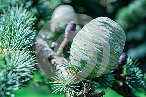 Close up of pine cones on Atlantic / Blue Atlas cedar tree Cedrus atlantica