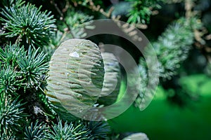 Close up of pine cones on Atlantic / Blue Atlas cedar tree Cedrus atlantica