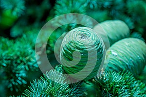 Close up of pine cones on Atlantic / Blue Atlas cedar tree Cedrus atlantica