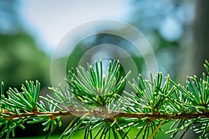 Close up of pine cones on Atlantic / Blue Atlas cedar tree Cedrus atlantica