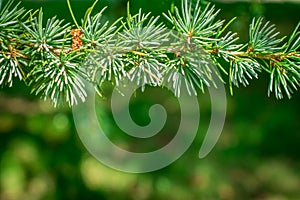 Close up of pine cones on Atlantic / Blue Atlas cedar tree Cedrus atlantica