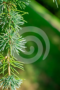 Close up of pine cones on Atlantic / Blue Atlas cedar tree Cedrus atlantica