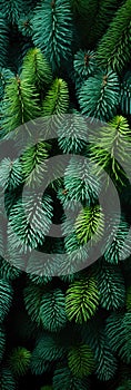 A close up of pine cones and branches background pattern