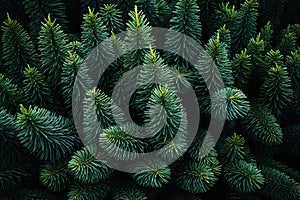 A close up of pine cones and branches background pattern