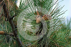 Natural Pine Cones Hanging on Christmas Tree Branches Close-Up