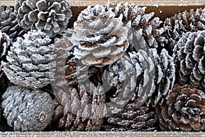 Close up of pine cones with hoarfrost