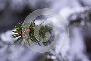 Close up of pine cones with snow on the branches.