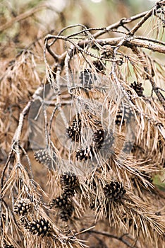 Close up of pine cones.