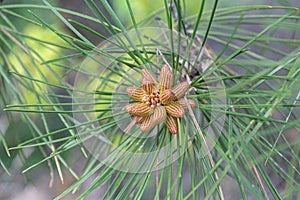 Close-up of a pine flower in the spring in the park of the city of Tbilisi