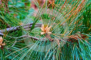 Close-up of Pine flowers.