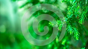 Close up pine leaves, abstract green leaves texture, nature background