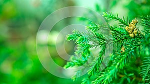 Close up pine leaves, abstract green leaves texture, nature background