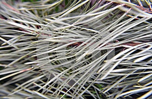 Close-up of pine needles. Beautiful natural background, texture with pine, spruce, cedar branches.