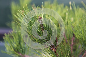 Close Up of Pine Needles at the End of a Branch of a Nisbet`s Gold Scotch Pine Tree