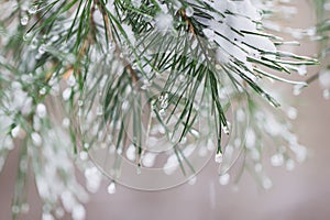 Close-up of Pine needles with ice drops, natur bokeh. Fir branches. For winter, spring, Merry christmas, happy new year